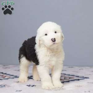 Dallas, Old English Sheepdog Puppy